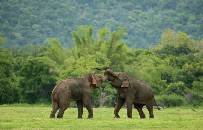 elephants playing in the grass
