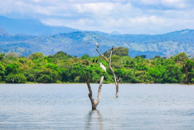 a bird sitting on top of a tree in the middle of a lake