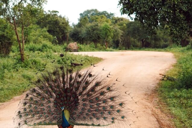 a peacock standing on a dirt road next to a forest