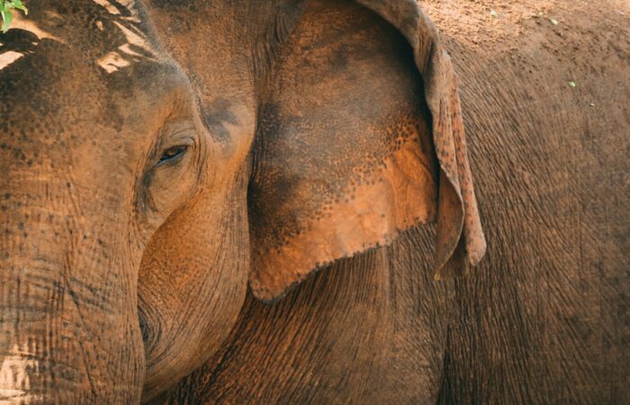 an elephant with its head in a tree