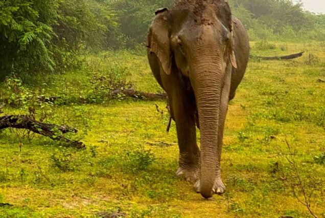 an elephant walking through a lush green field
