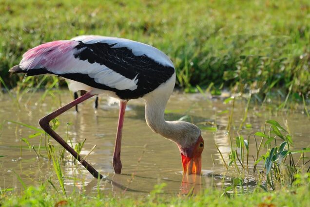WhatsApp Image 2026-03-26 at 12.00.27 (1) - Copy