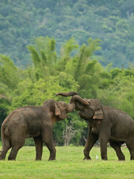 elephants playing in the grass