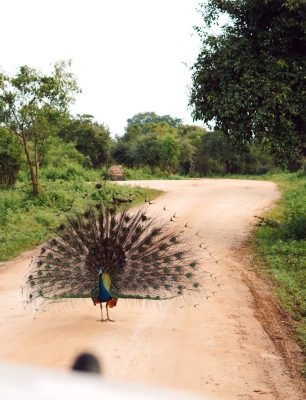 a peacock standing on a dirt road next to a forest