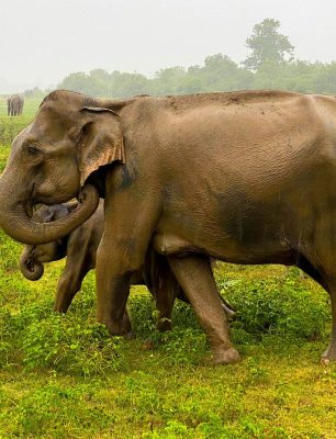 a couple of elephants standing on top of a lush green field